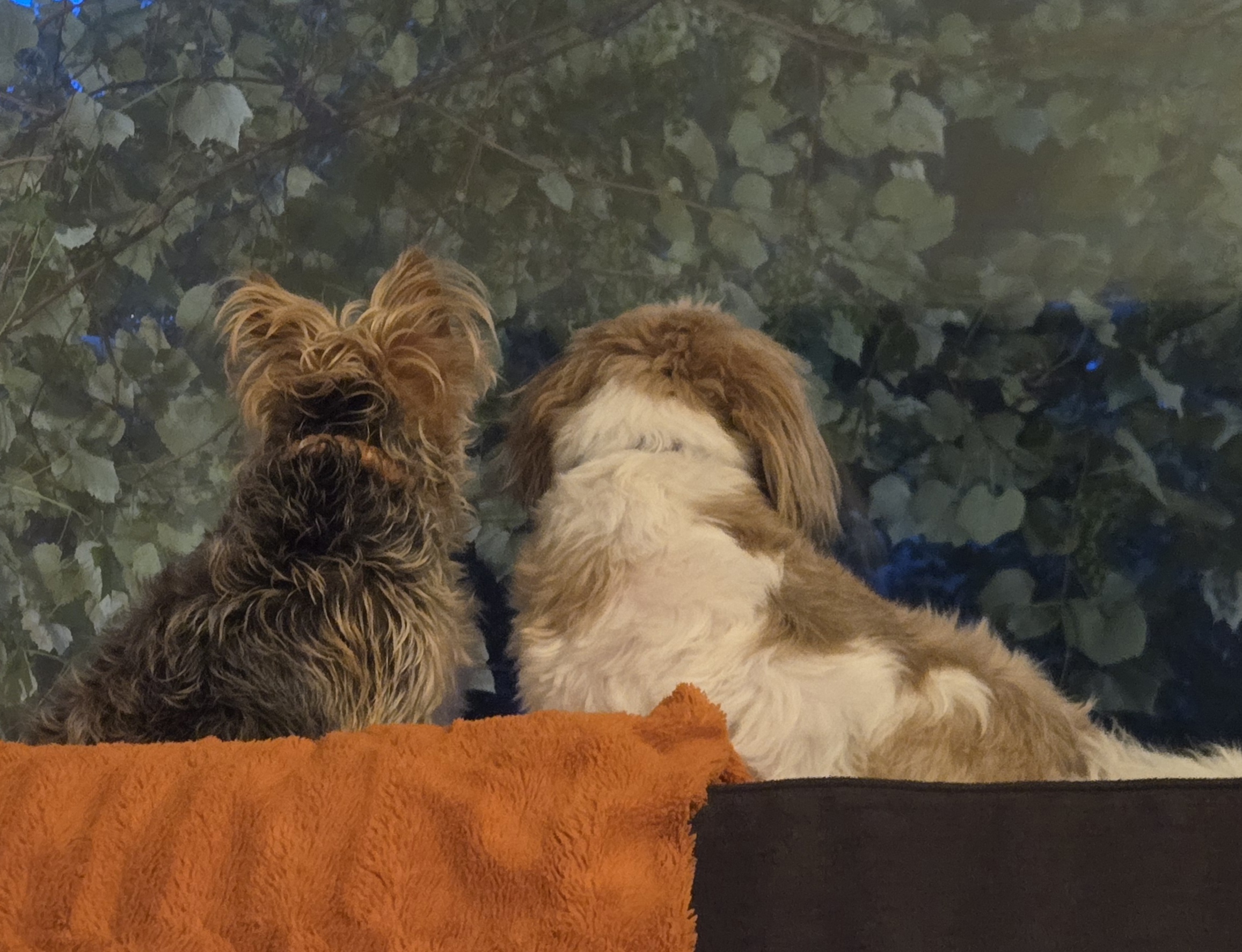 Dogs watching out the window