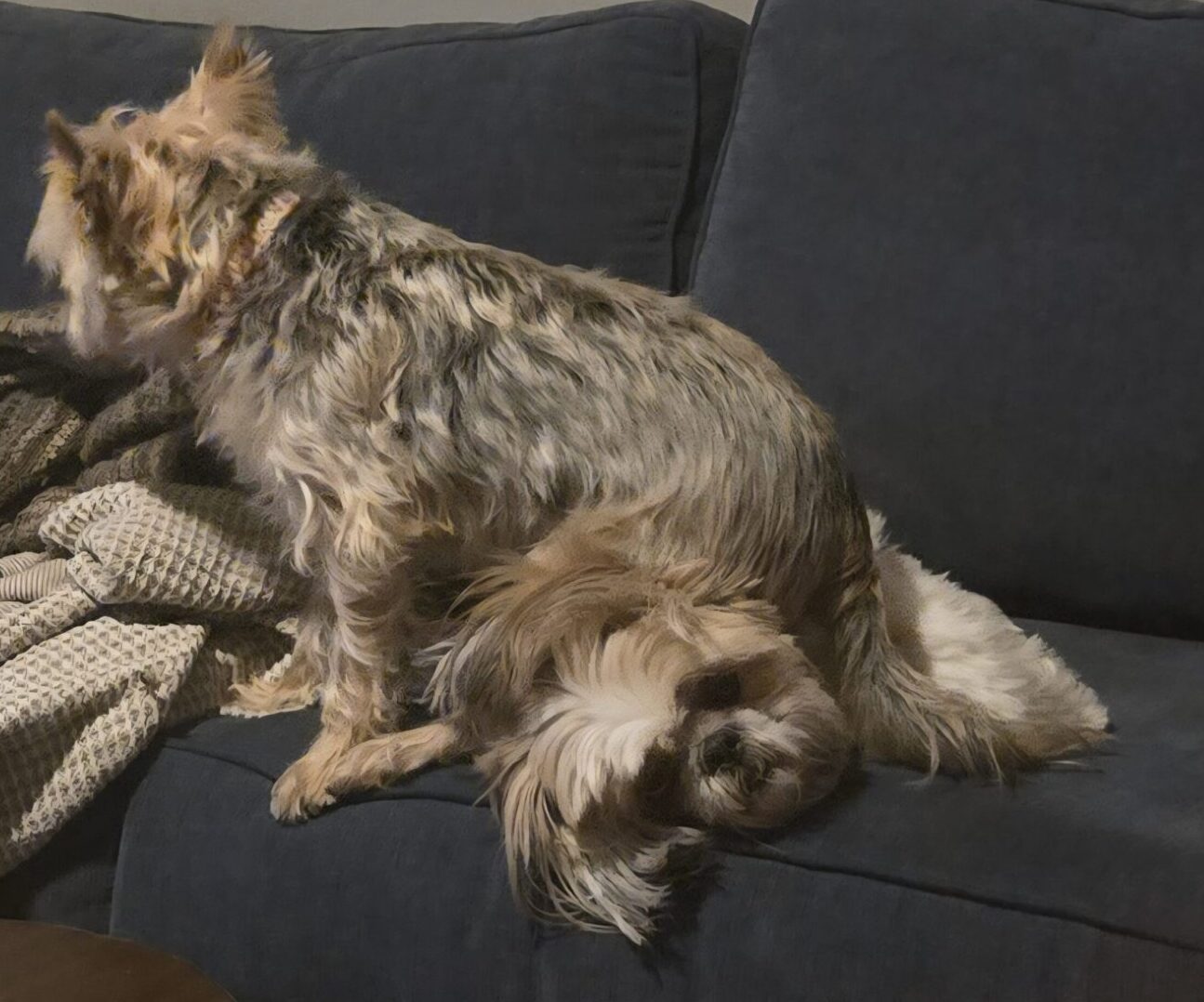 One dog sat on the other's head. They have forgiven each other.